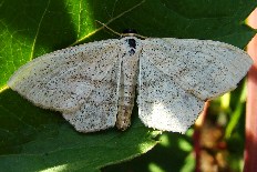Crambus arnaudiae - Eckflügel-Kleinspanner